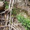 Plants: image 52 Of 208 Thumb